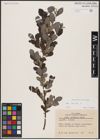 Foto von Salix aurita L.